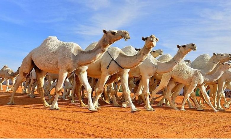 مهرجان الملك عبدالعزيز للإبل يحتضن أكثر من 5 آلاف مشجع بنهائي كأس العالم