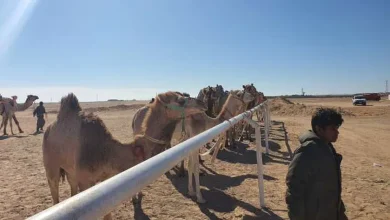 انطلاق سباق الهجن المصري الإماراتي في شرم الشيخ بمشاركة 1100 متسابق.. اليوم