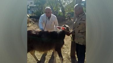 جامعة الزقازيق توجه قافلة بيطرية لقرية الطيبة