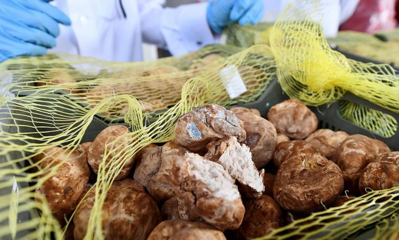 أهمها مكافحة السرطان.. ما هي فوائد الفقع وأضراره وعلاقته بالأمطار؟ -