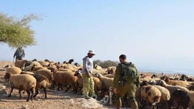 مستوطنون يهاجمون رعاة الأغنام في الأغوار الشمالية