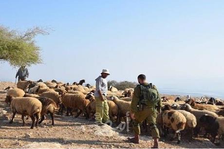 مستوطنون يهاجمون رعاة الأغنام في الأغوار الشمالية