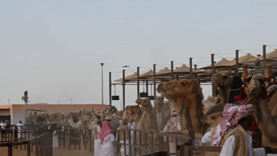 مبيعات مزاد جادة الإبل بتبوك تتجاوز الـ 25 مليون ريال
