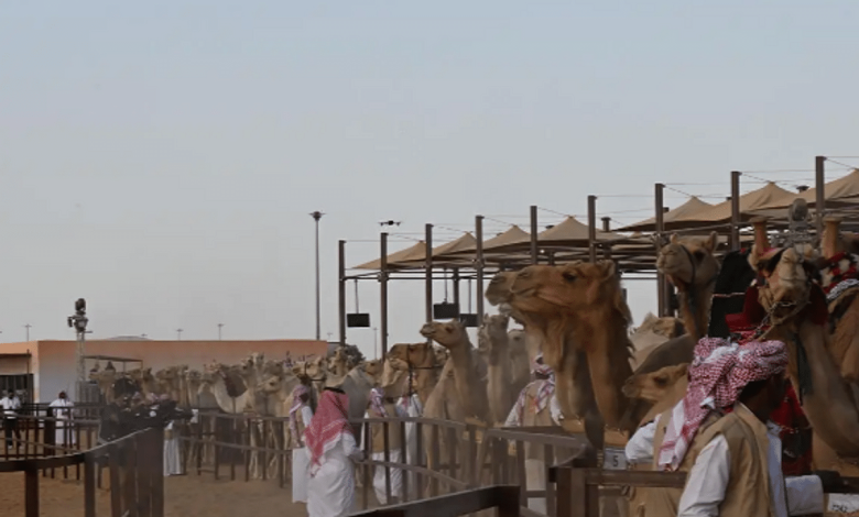 مبيعات مزاد جادة الإبل بتبوك تتجاوز الـ 25 مليون ريال