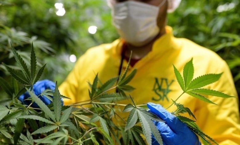 المستثمرون في القنب الهندي ينتظرون أول محصول للاستعمالات الدوائية والتجميلية‎