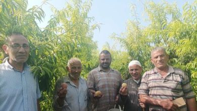 خير بلدنا.. بدء موسم حصاد خوخ ميت غمر بمركز أجا في الدقهلية