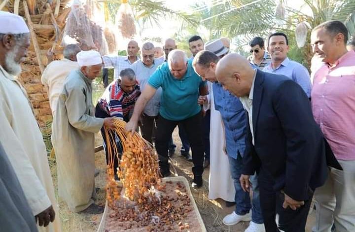 بالصور.. انطلاق بشائر جني البلح في موسم الدميرة بالوادي الجديد