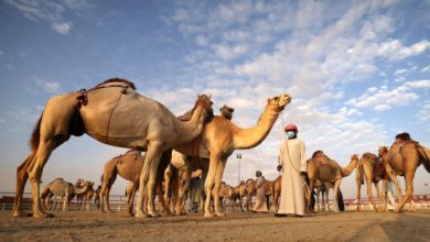 برعاية رئيس الدولة .. مهرجان الظفرة ينطلق 21 أكتوبر