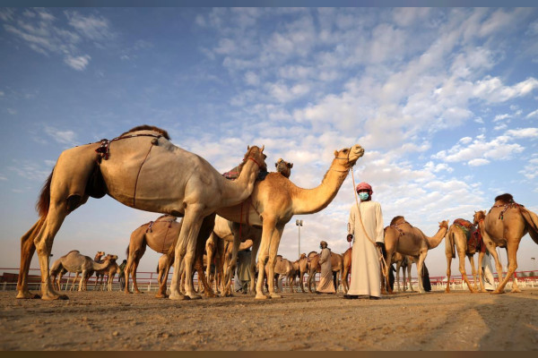 برعاية رئيس الدولة .. مهرجان الظفرة ينطلق 21 أكتوبر