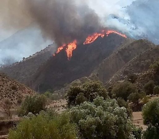 حريق مهول بغابة مغراوة نواحي تازة