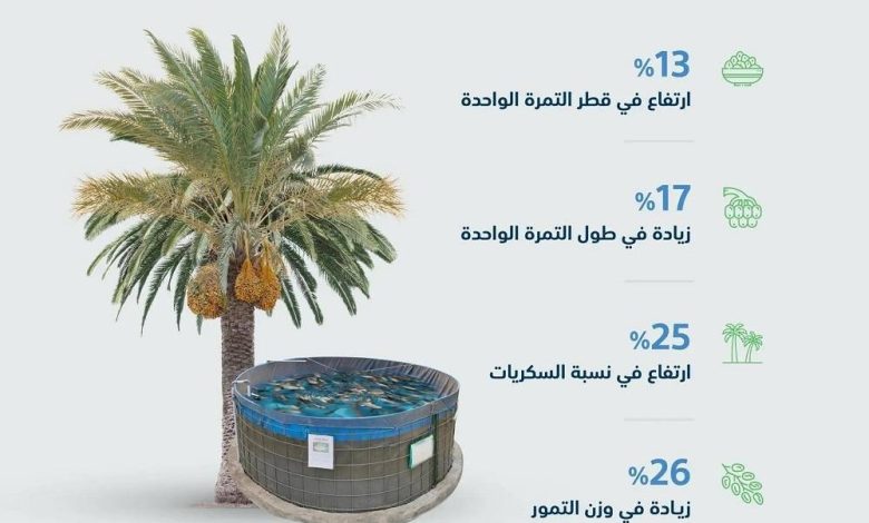 «البيئة»: ري النخيل بمياه الاستزراع السمكي.. تجربة سعودية ناجحة في زيادة إنتاجية التمور - أخبار السعودية