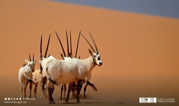"عروق بني معارض" أول موقع للتراث الطبيعي في السعودية على