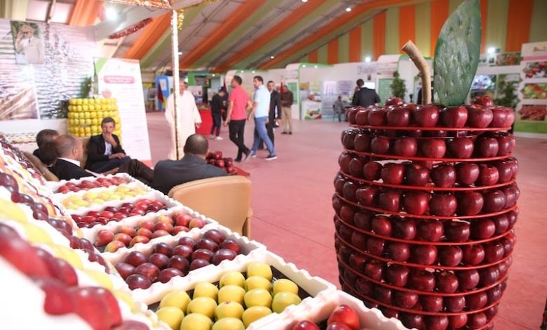 أصناف تفاح جهة درعة تافيلالت الأجود وطنيا