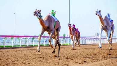 الهجن تعاود سباقاتها على ميدان سكاكا الجمعة المقبلة