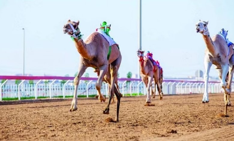 الهجن تعاود سباقاتها على ميدان سكاكا الجمعة المقبلة