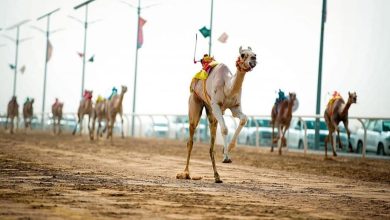 اليوم.. انطلاق منافسات كأس اتحاد الهجن بأشواط الحقايق