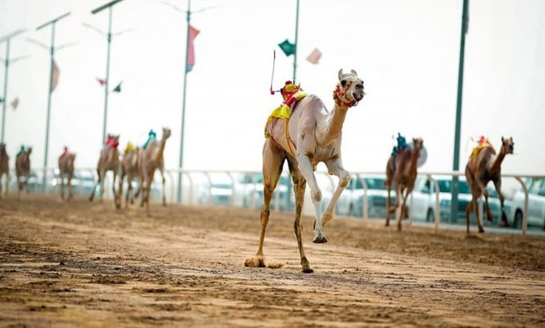 اليوم.. انطلاق منافسات كأس اتحاد الهجن بأشواط الحقايق