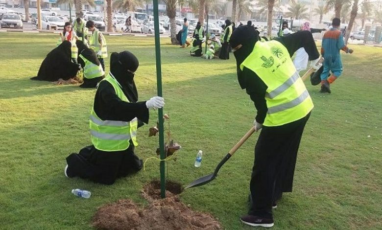 بيئة حائل تبدأ بتشجير حقل مياه الشقيق بأكثر من مليون شجرة