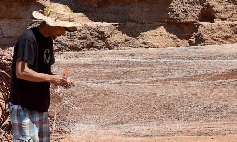 تمديد فترة الراحة البيولوجية لصيد الأخطبوط