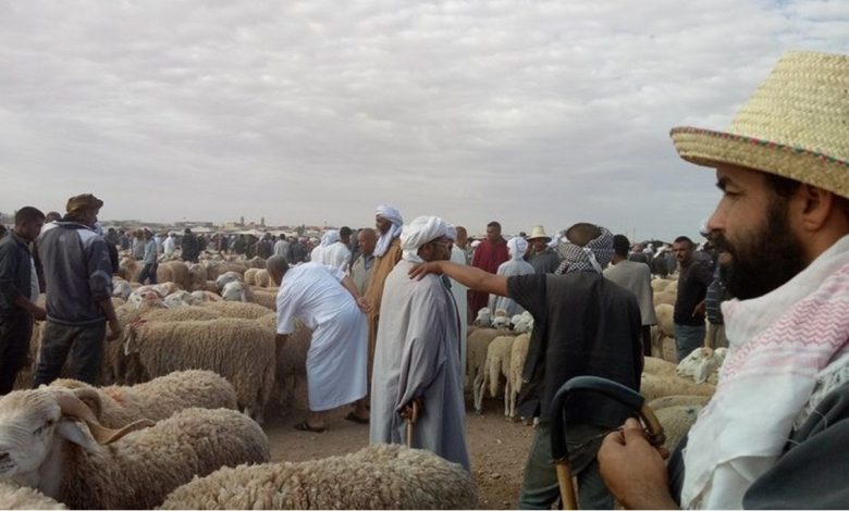 غلق للأسواق ومنع نقل الماشية.. وباء يهدد 19 مليون رأس من الأغن...