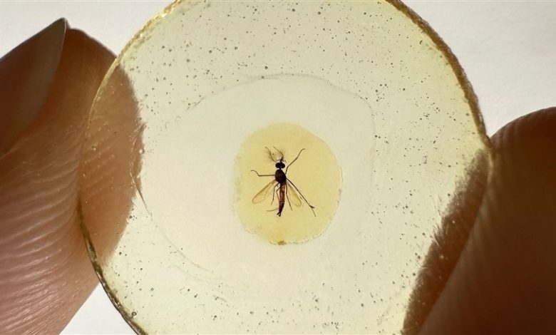 مفاجأة للباحثين.. ذكور البعوض كانوا يمتصون الدم