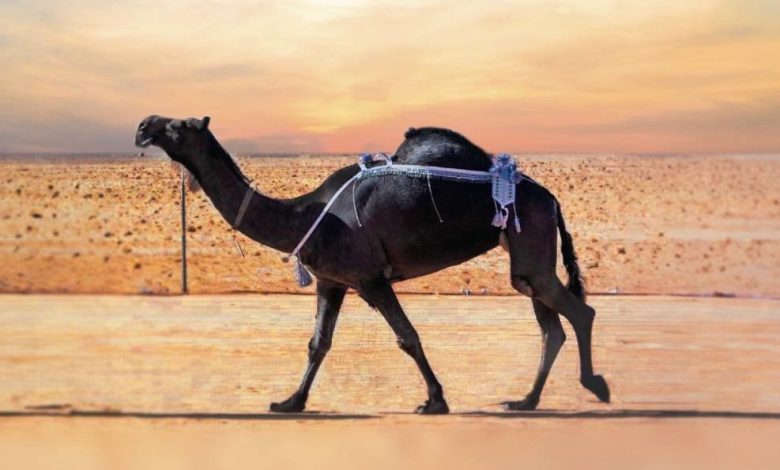 «مهرجان الملك عبد العزيز للإبل»: تتويج «الذاير» بلقب جوهرة الصحراء