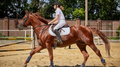 بطولة الظفرة لجمال الخيل العربية 2024 تعقد فعالياتها في أبوظبي