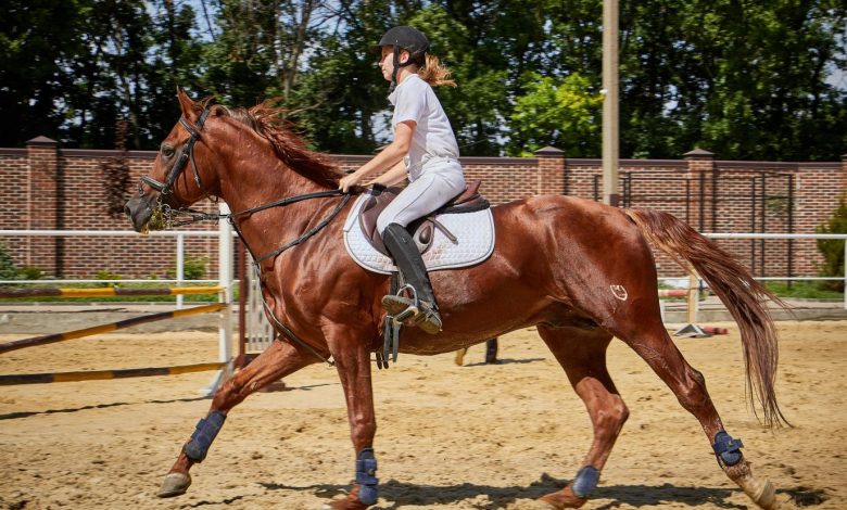 بطولة الظفرة لجمال الخيل العربية 2024 تعقد فعالياتها في أبوظبي