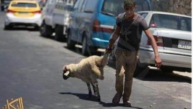 عاجل الكواليت: استقرار أسعار اللحوم محليا.. والقطاع لم يتأثر بأزمة البحر الأحمر