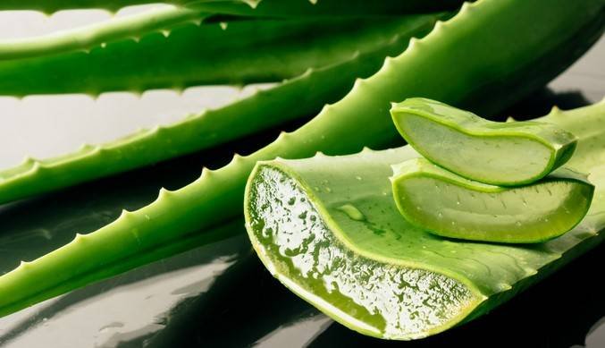 كيف تعالج التهابات لثتك باستخدام الصبار؟ طبيب يجيب