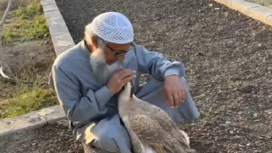 بالفيديو.. صداقة نادرة تجمع بين العم علي الغامدي و«الوزة عطيات» في الباحة