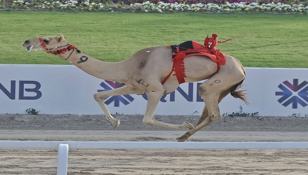 بحضور تميم بن حمد.. هجن الرئاسة مع "الوارية" تهدي الإمارات سيف أمير قطر