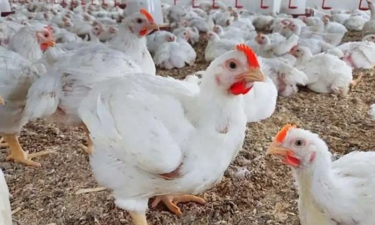 تراجع مفاجئ في أسعار الدواجن بالغربية.. ومواطنون: «لسه هترخص تاني»