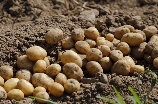 شعبة الخضروات تحذر من زيادة تصدير البطاطس: الفجوة الحالية ستستمر 5 أشهر