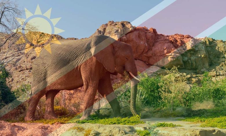 الجفاف الحاد يدفع ناميبيا لذبح الفيلة