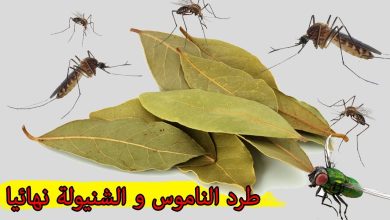 وصفات بسيطة وسهلة وفعالة ستخلصك من الذباب والناموس في أقل وقت
