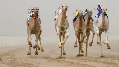 مهرجان ولي العهد للهجن يحقق أرقاماً قياسية في توقيت الأشواط