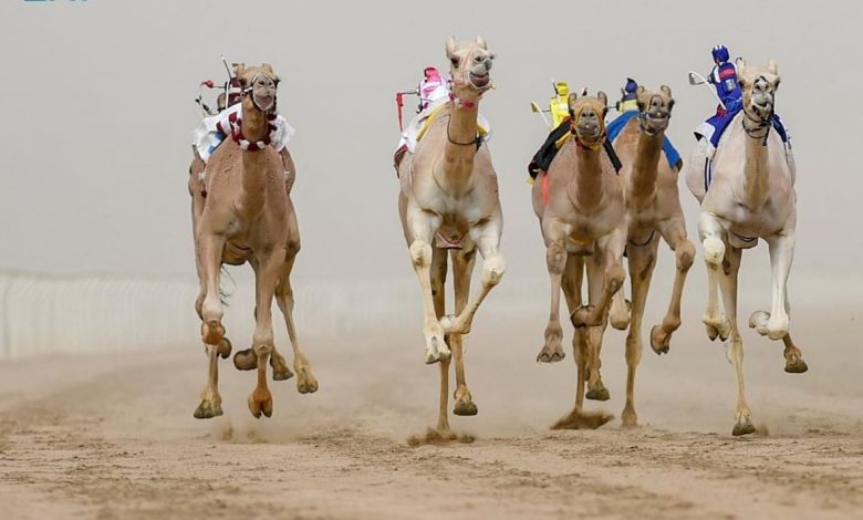 مهرجان ولي العهد للهجن يحقق أرقاماً قياسية في توقيت الأشواط