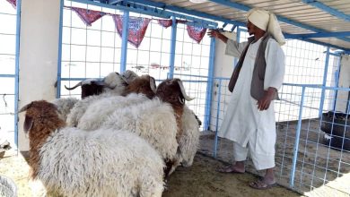 «البلديات»: إنشاء أسواق النفع العام خارج النطاق العمراني - أخبار السعودية