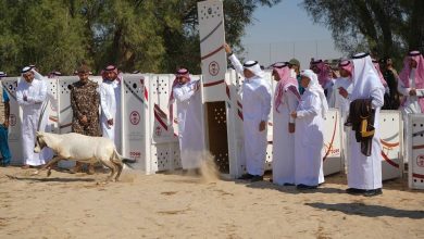 محافظ الأحساء يرعى إطلاق 24 كائناً فطرياً في متنزَّه الأحساء الوطني - أخبار السعودية