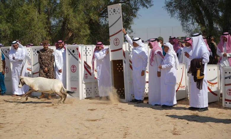 محافظ الأحساء يرعى إطلاق 24 كائناً فطرياً في متنزَّه الأحساء الوطني - أخبار السعودية