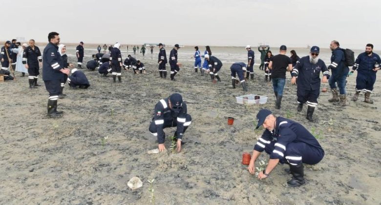 غرس 1000 شتلة «مانغروف» في محمية الجهراء