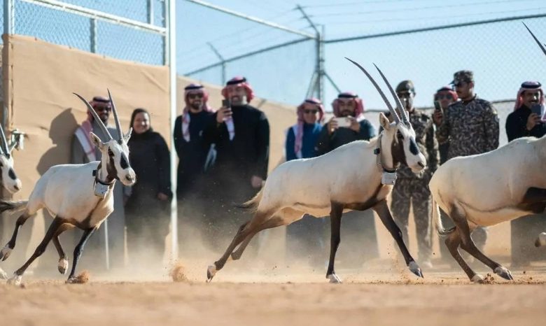 «الحياة الفطرية» تطلق 66 كائناً فطرياً مهدداً بالانقراض في محمية الملك خالد الملكية - أخبار السعودية