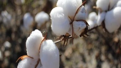 معهد القطن: إنتاجية هذا العام بلغت 1.8 مليون قنطار.. والحكومة تدخل لحل أزمة التجار