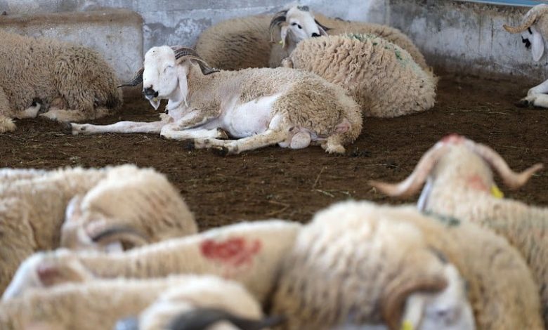 جمعية مربي الأغنام تقرّر معاقبة منخرطين بسبب "الافتحاص المالي"