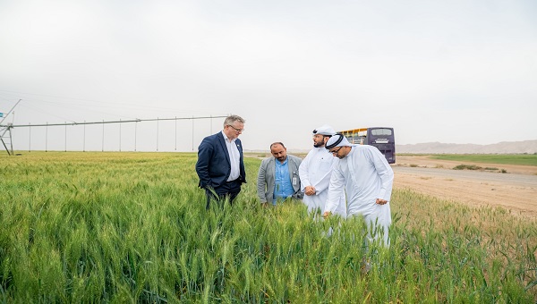 بالفيديو.. وزير الغذاء والزراعة الدنماركي يطلع على تجربة الشارقة في زراعة القمح العضوي