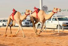 فوز هجن الرئاسة بسيف خادم الحرمين في الجنادرية