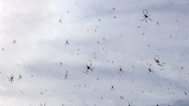 في البرازيل..السماء تمطر عناكب - موقع 24
