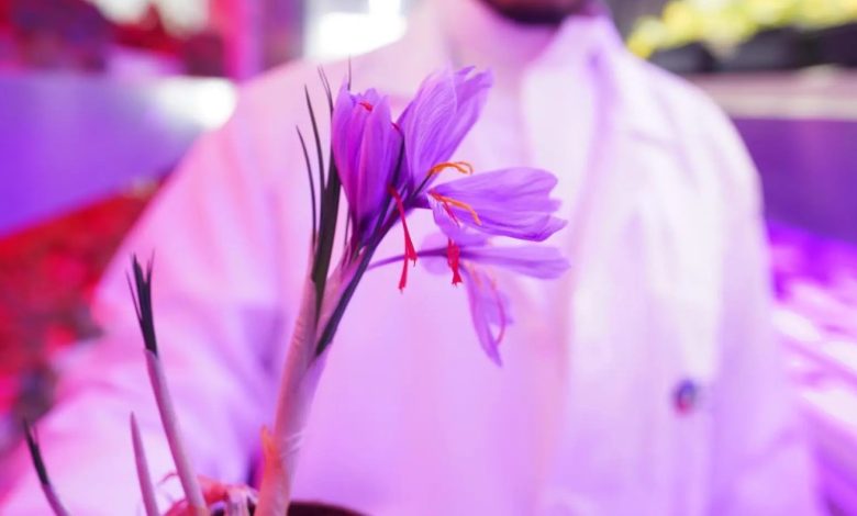 السعودية تطور تقنيات مبتكرة لزراعة الزعفران وإنتاج أزهاره في 10 أيام