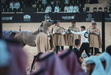 12 متأهلاً لنهائي «جولة الرياض» للجياد العربية - أخبار السعودية